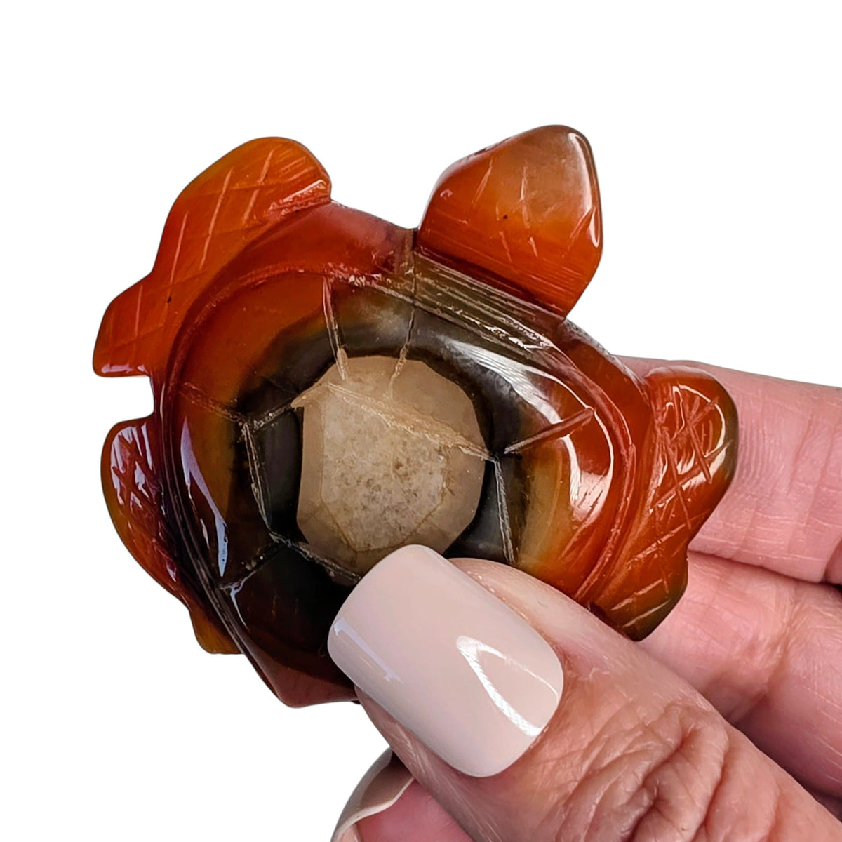 Carnelian Turtle