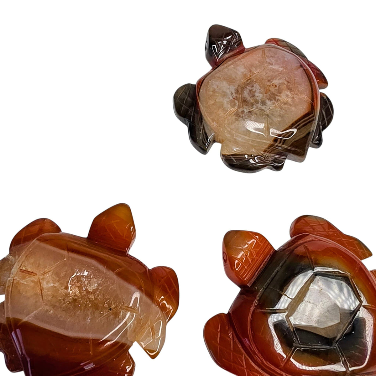 Carnelian Turtle