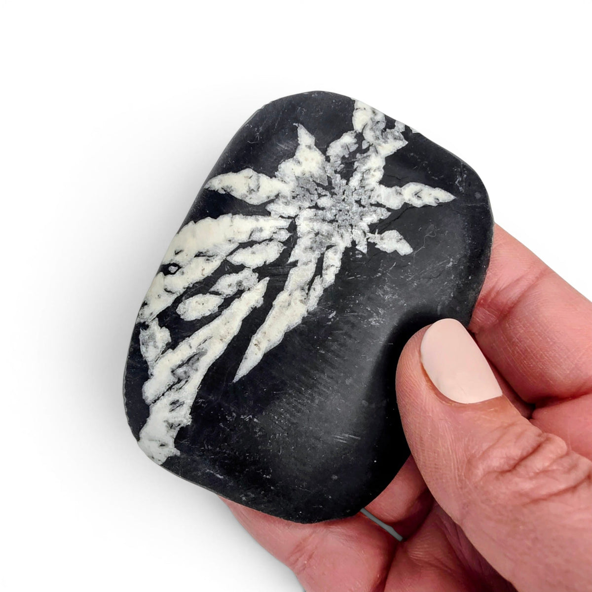 Chrysanthemum Stone Palm Stone