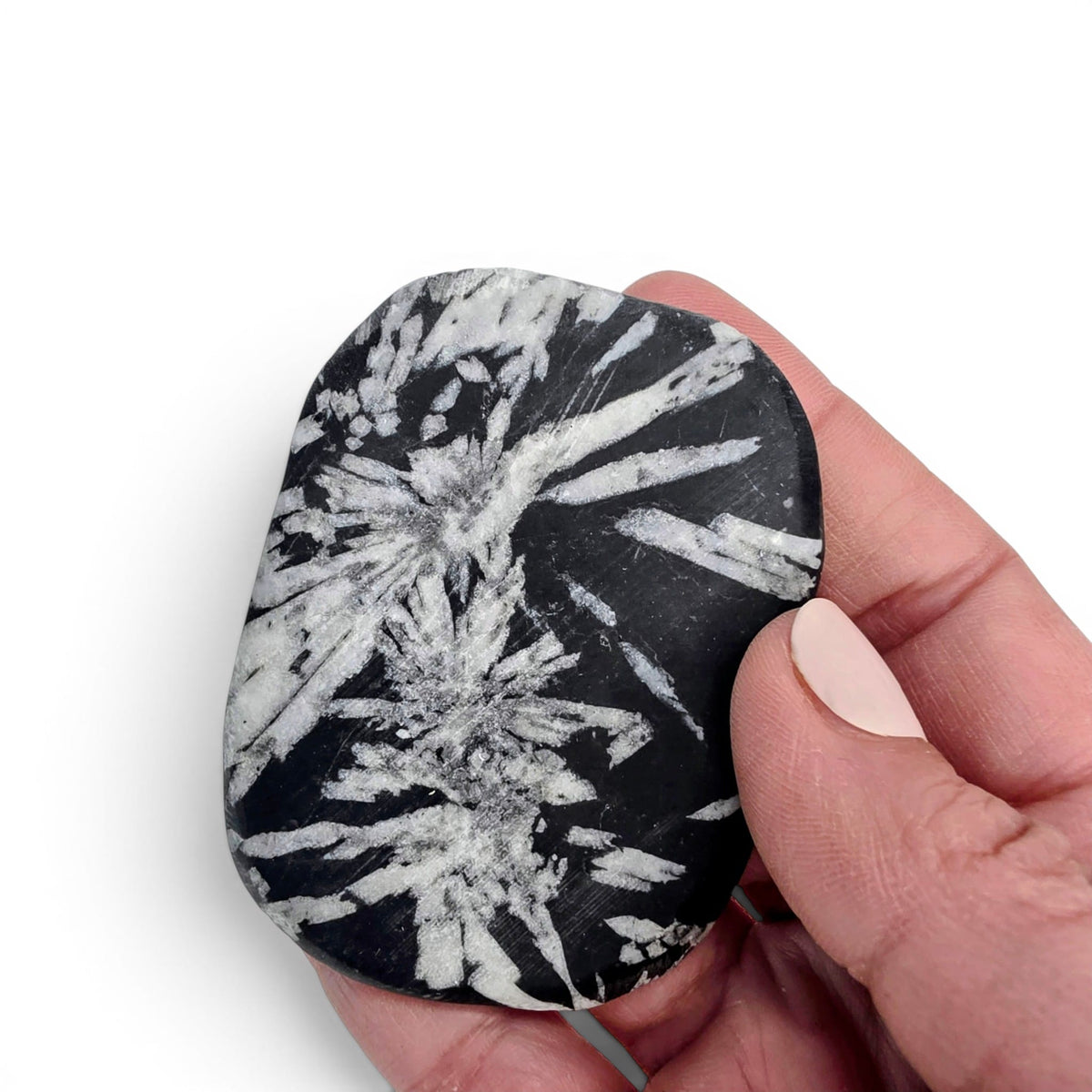 Chrysanthemum Stone Palm Stone