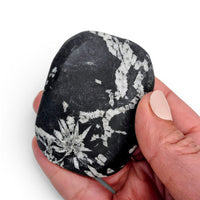 Chrysanthemum Stone Palm Stone