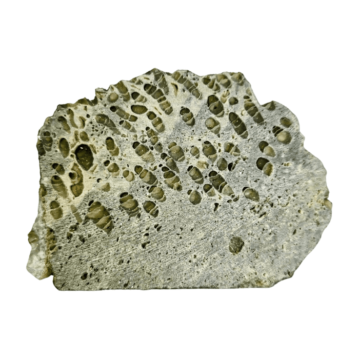 Fossil Coral Slice