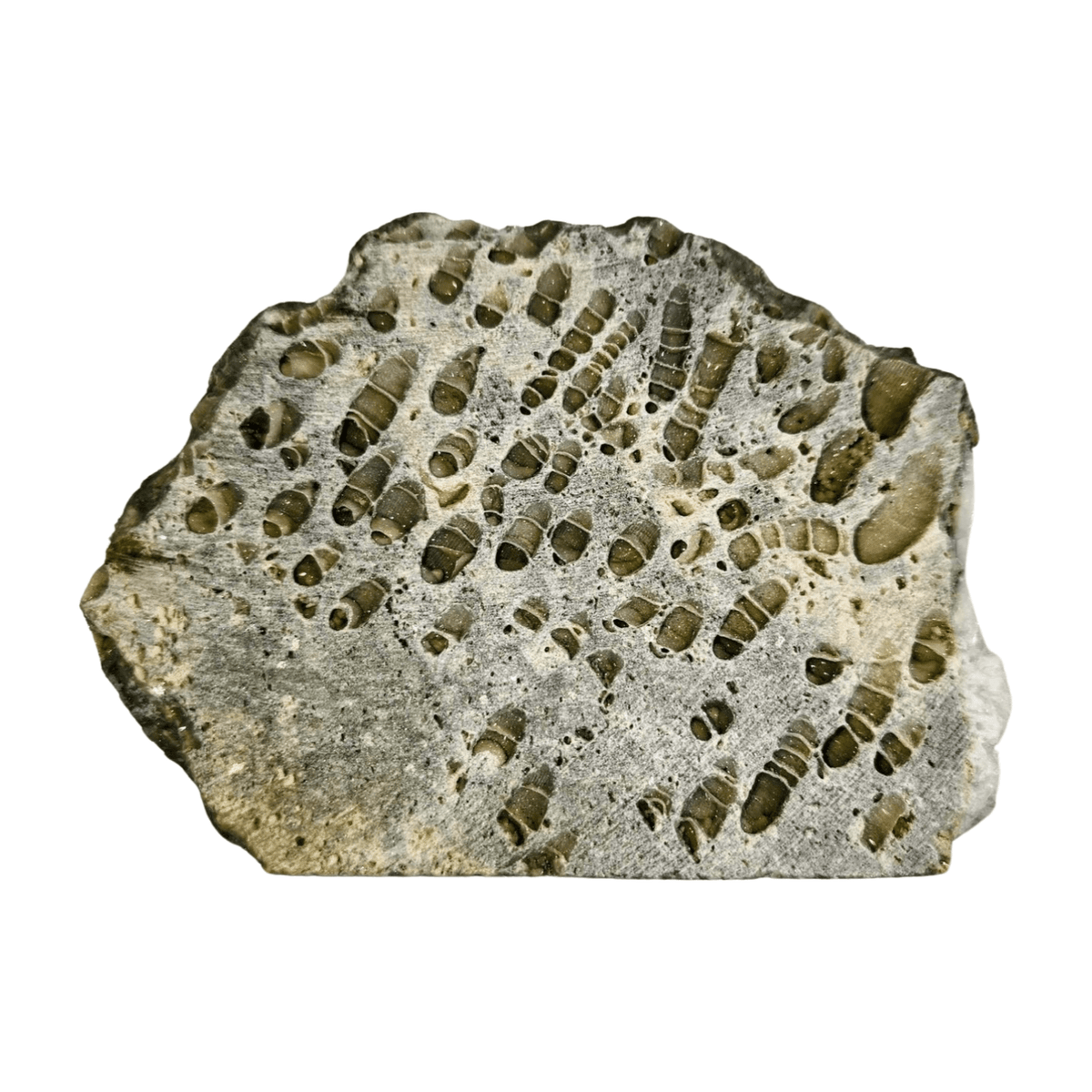 Fossil Coral Slice