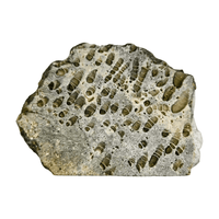 Fossil Coral Slice
