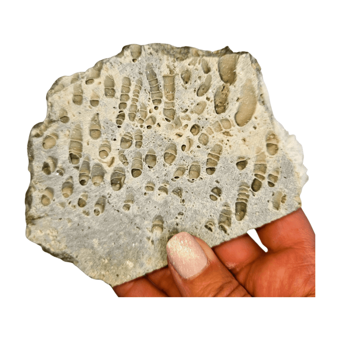 Fossil Coral Slice