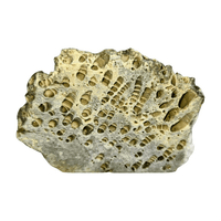 Fossil Coral Slice