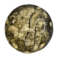 Fossil Coral Sphere