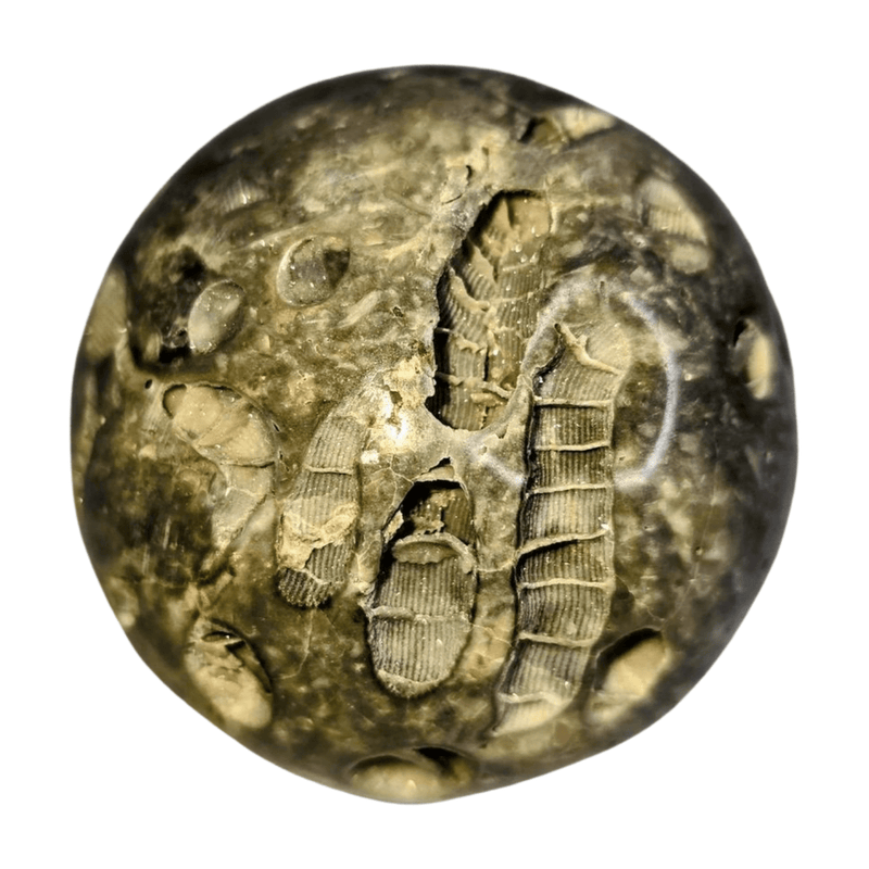 Fossil Coral Sphere