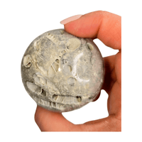 Fossil Coral Sphere