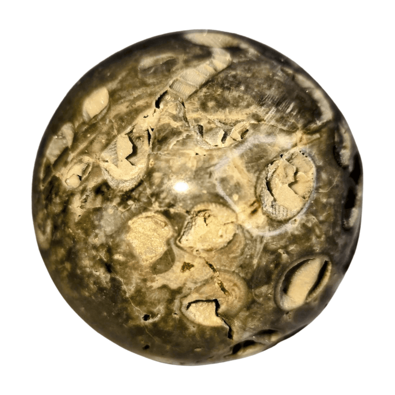 Fossil Coral Sphere