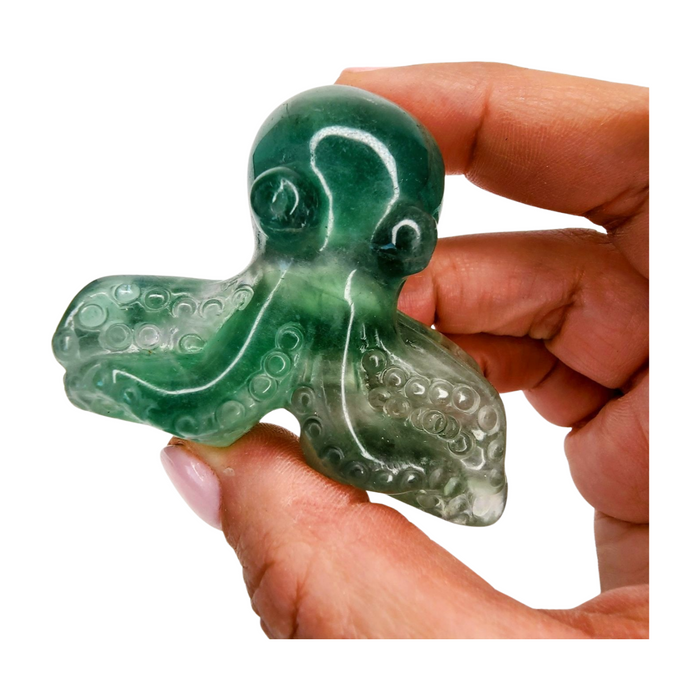 Fluorite Octopus