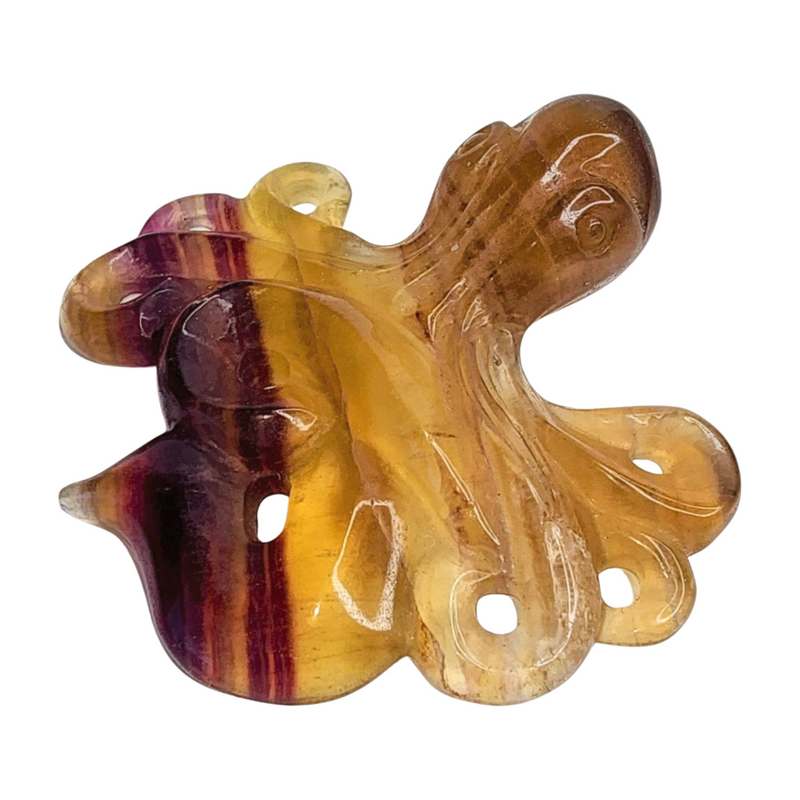 Fluorite Octopus