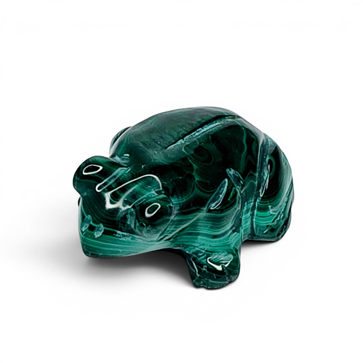 Malachite Frog