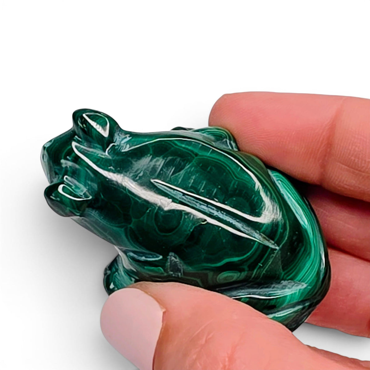 Malachite Frog