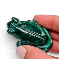Malachite Frog