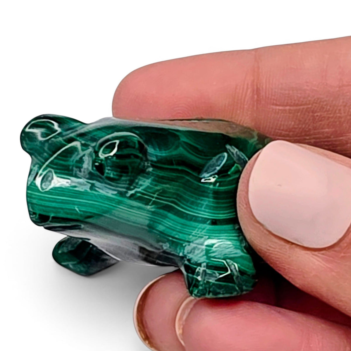 Malachite Frog
