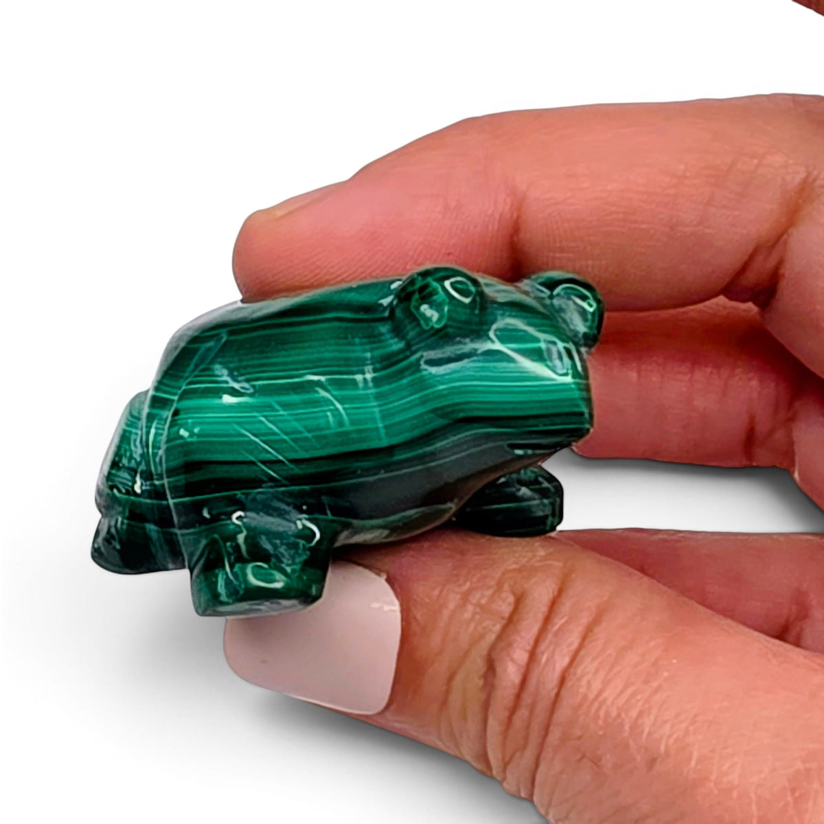 Malachite Frog
