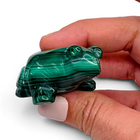 Malachite Frog