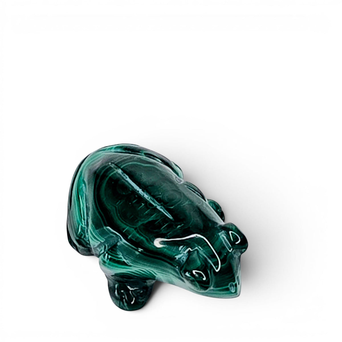 Malachite Frog