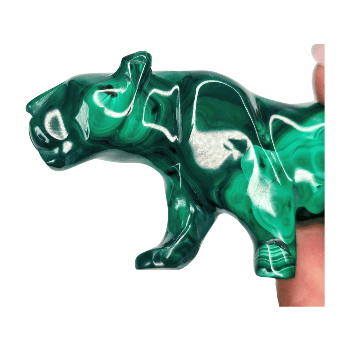 Malachite Mountain Lion