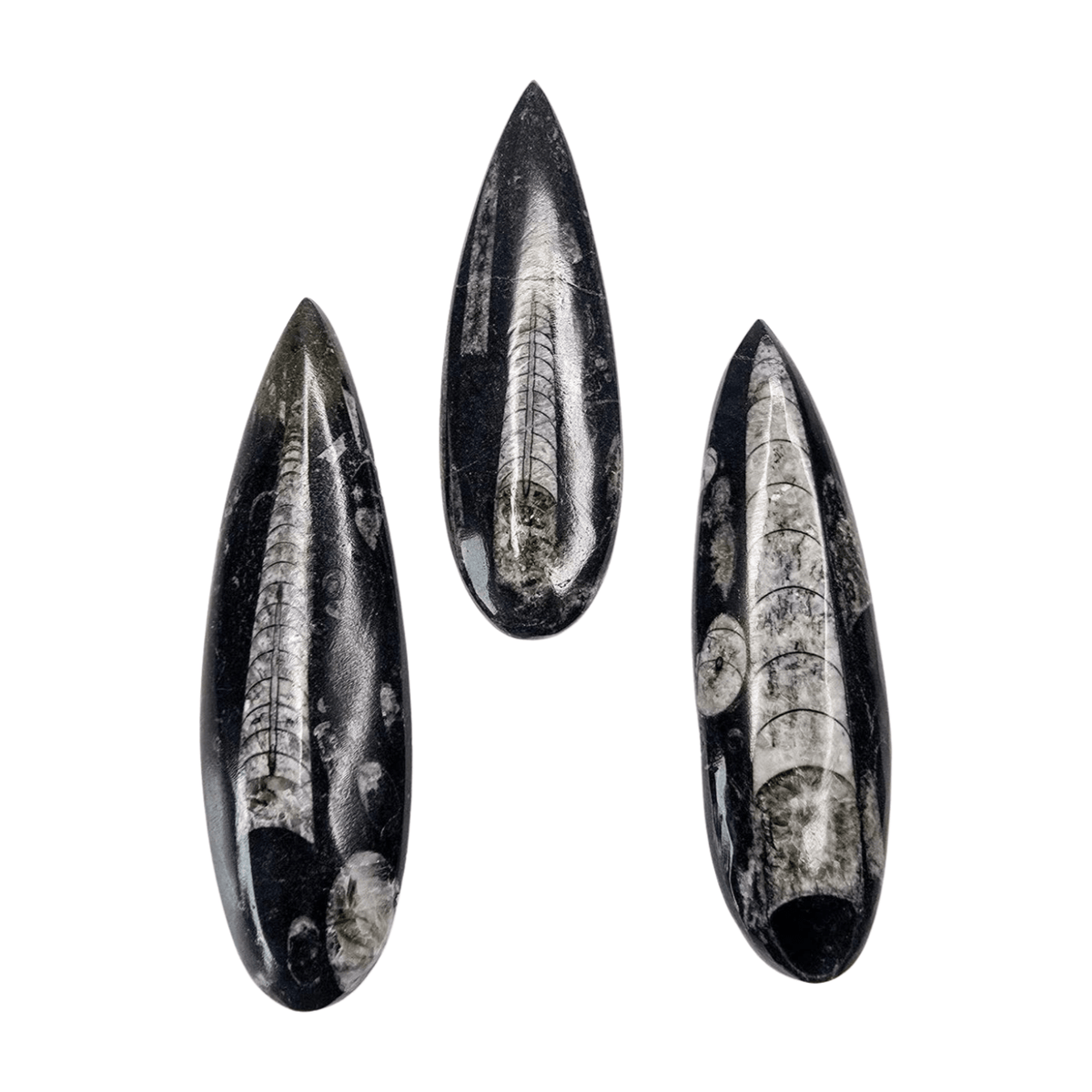 Orthoceras