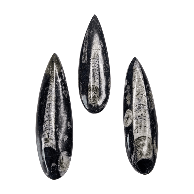 Orthoceras