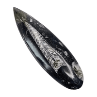Orthoceras