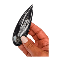 Orthoceras