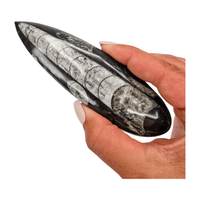 Orthoceras
