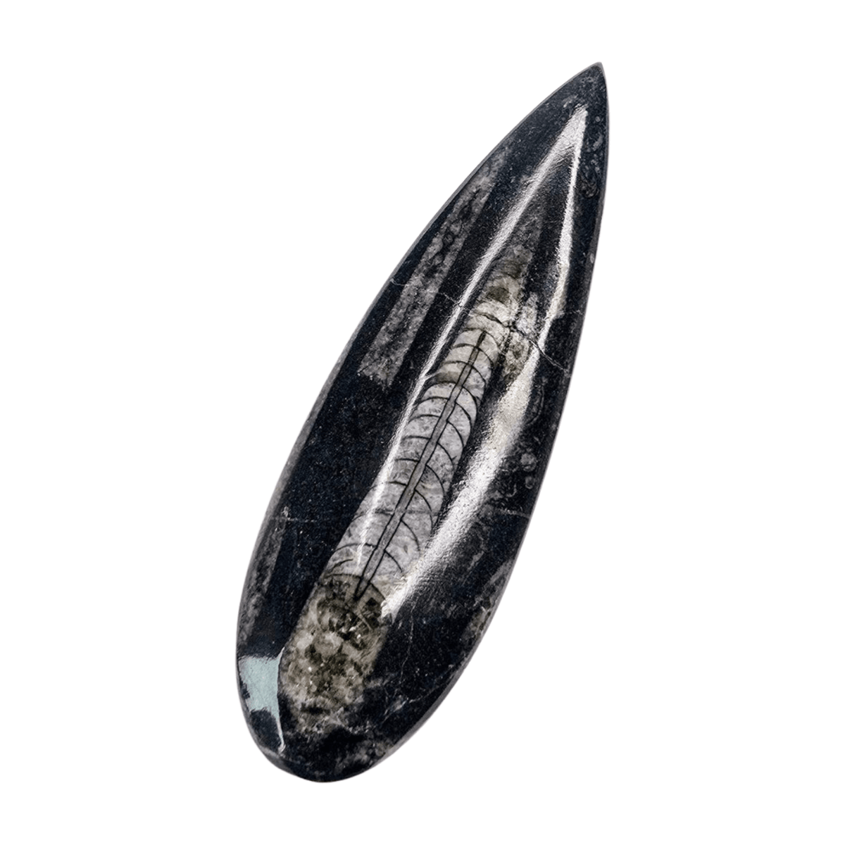 Orthoceras