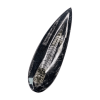 Orthoceras