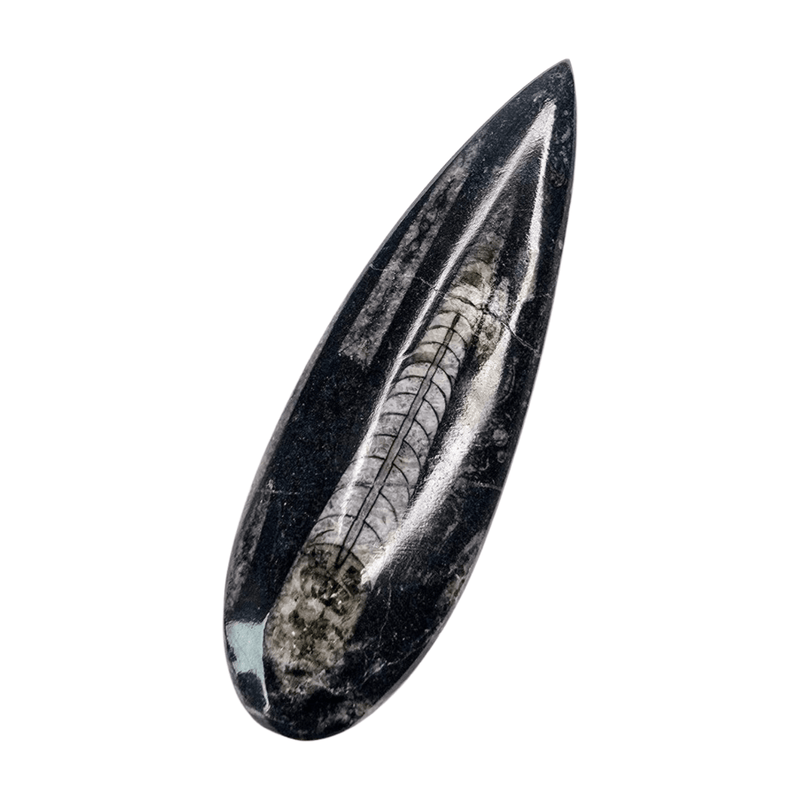 Orthoceras