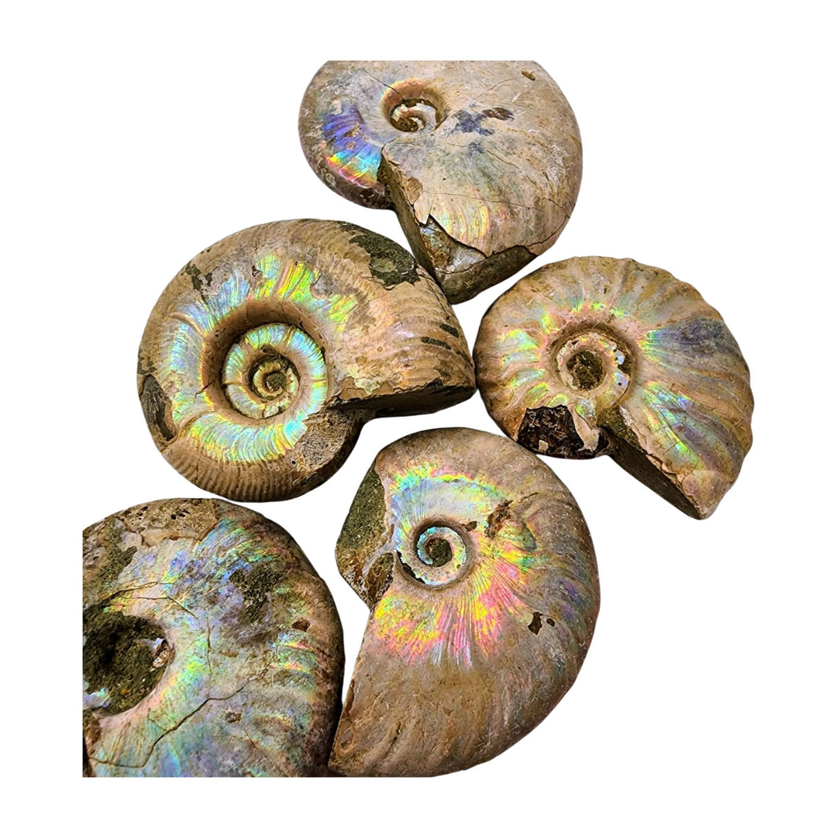 Pearlized Ammonite