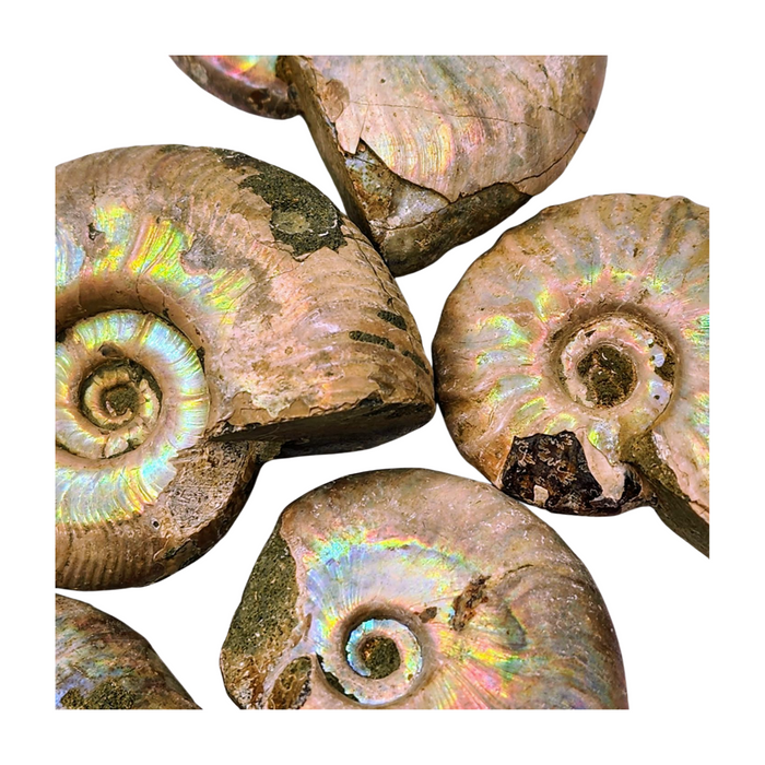 Pearlized Ammonite