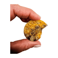 Ammonite - Size