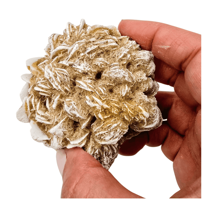 Desert rose mineral cluster, dense tan center with white fibrous needles