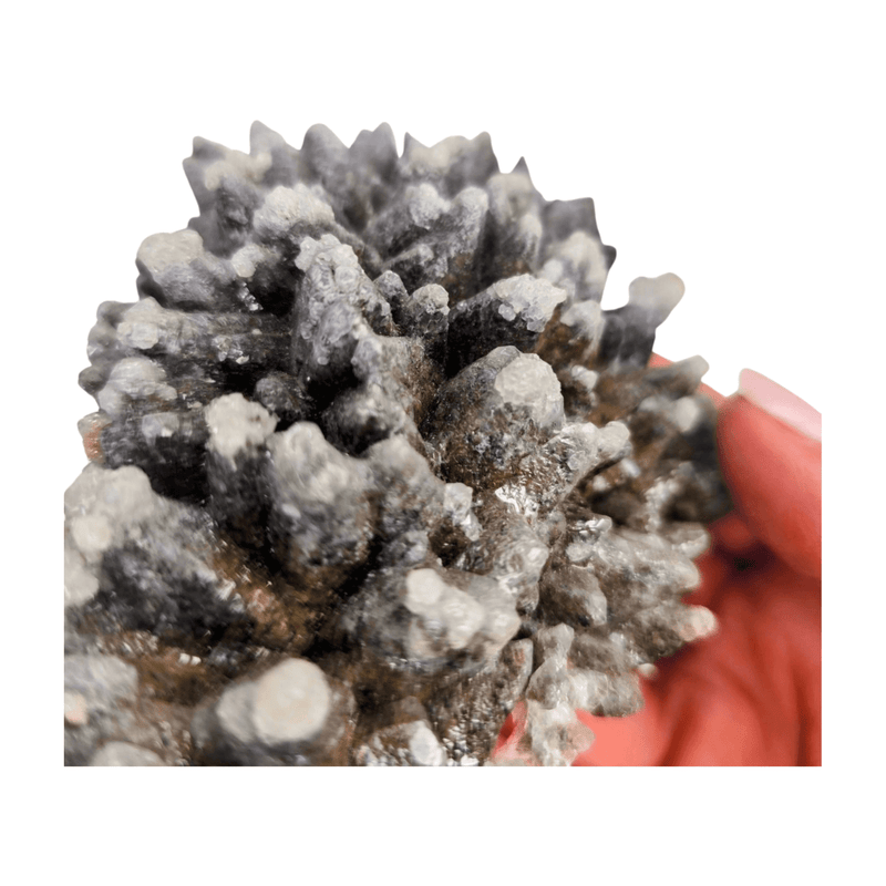 Wolftooth Chocolate Calcite Specimen