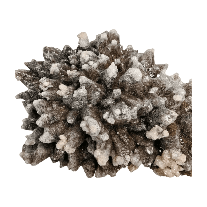 Wolftooth Chocolate Calcite Specimen
